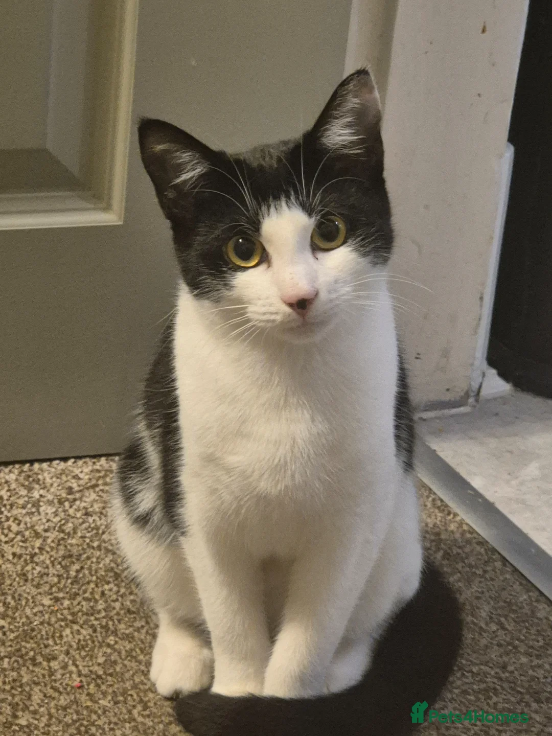 Mixed Breed cats for sale: Cats  - Advert 2