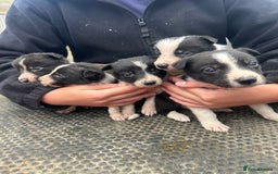 Border Collie dogs for sale: Collie pups  - Image 4