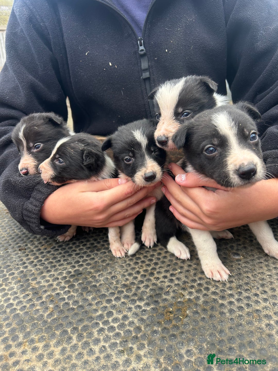 Border Collie dogs for sale: Collie pups  - Image 4
