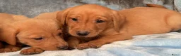 Labrador Retriever dogs for sale: Red labrador - Advert 11
