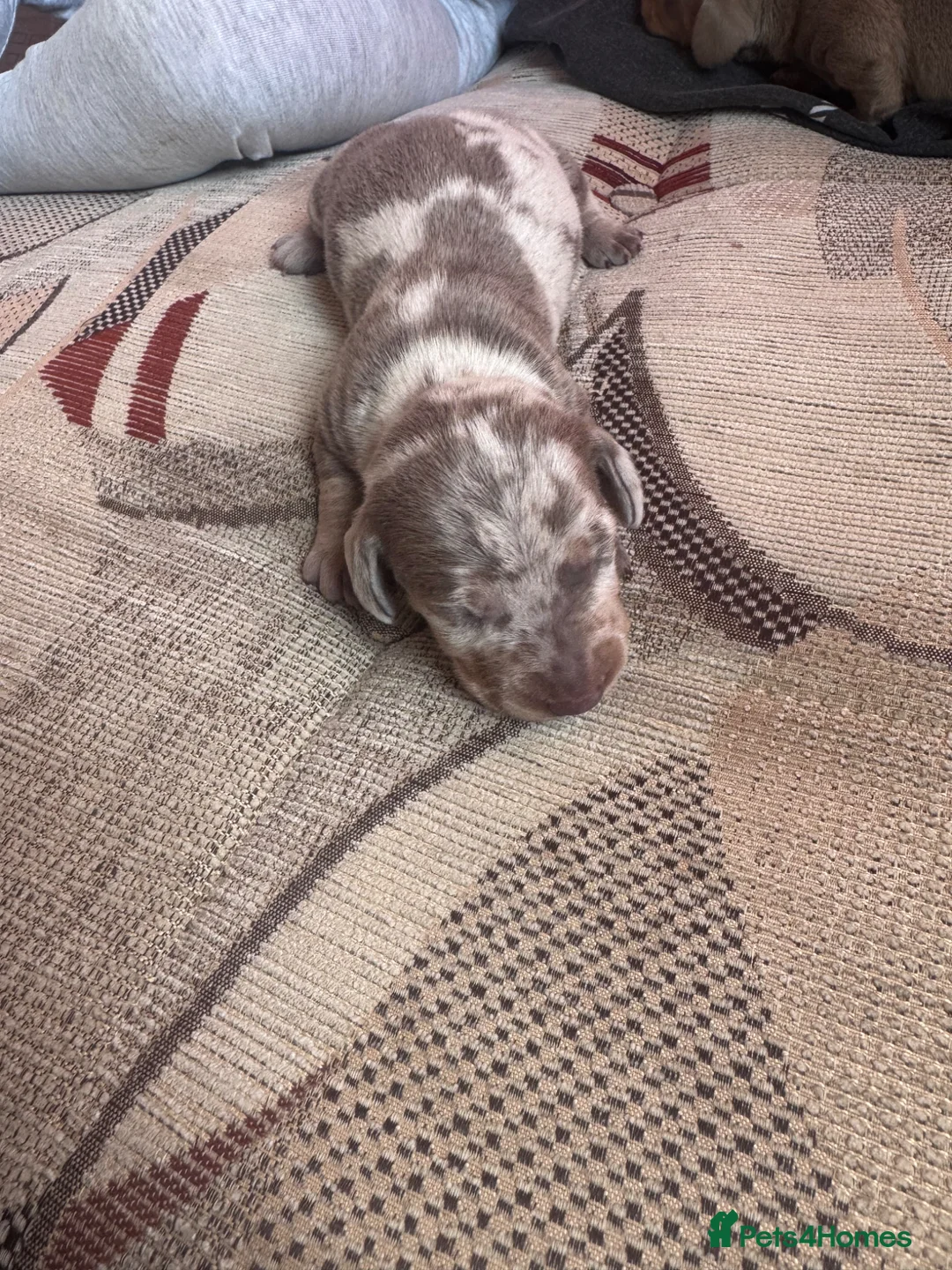 Miniature Dachshund dogs for sale: Miniature dax puppies kc reg gorgeous colours  - Advert 5