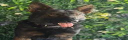 German Shepherd dogs for sale: Alfie – Elite Family Protection Dog in Rochester - Advert 7