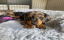 Miniature Dachshund dogs for sale: Miniature Black and Tan Dapple Dachshunds - Image 22