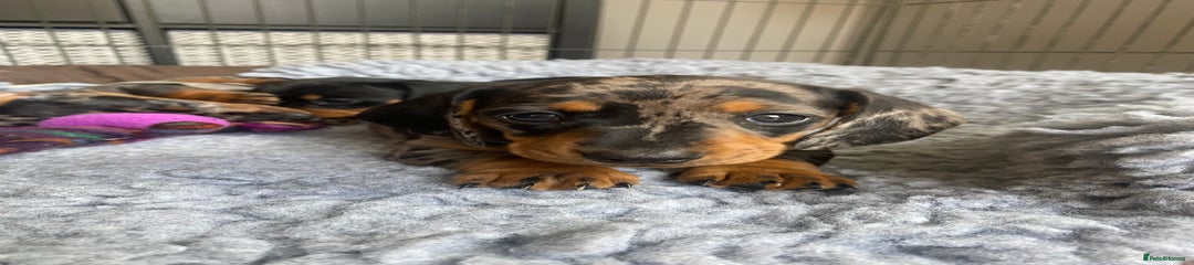 Miniature Dachshund Puppy 5