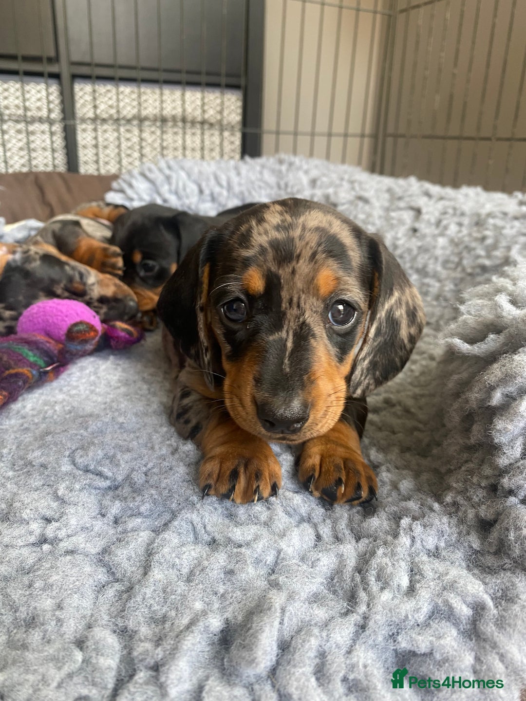 Miniature Dachshund dogs for sale: Miniature Black and Tan Dapple Dachshunds - Image 22