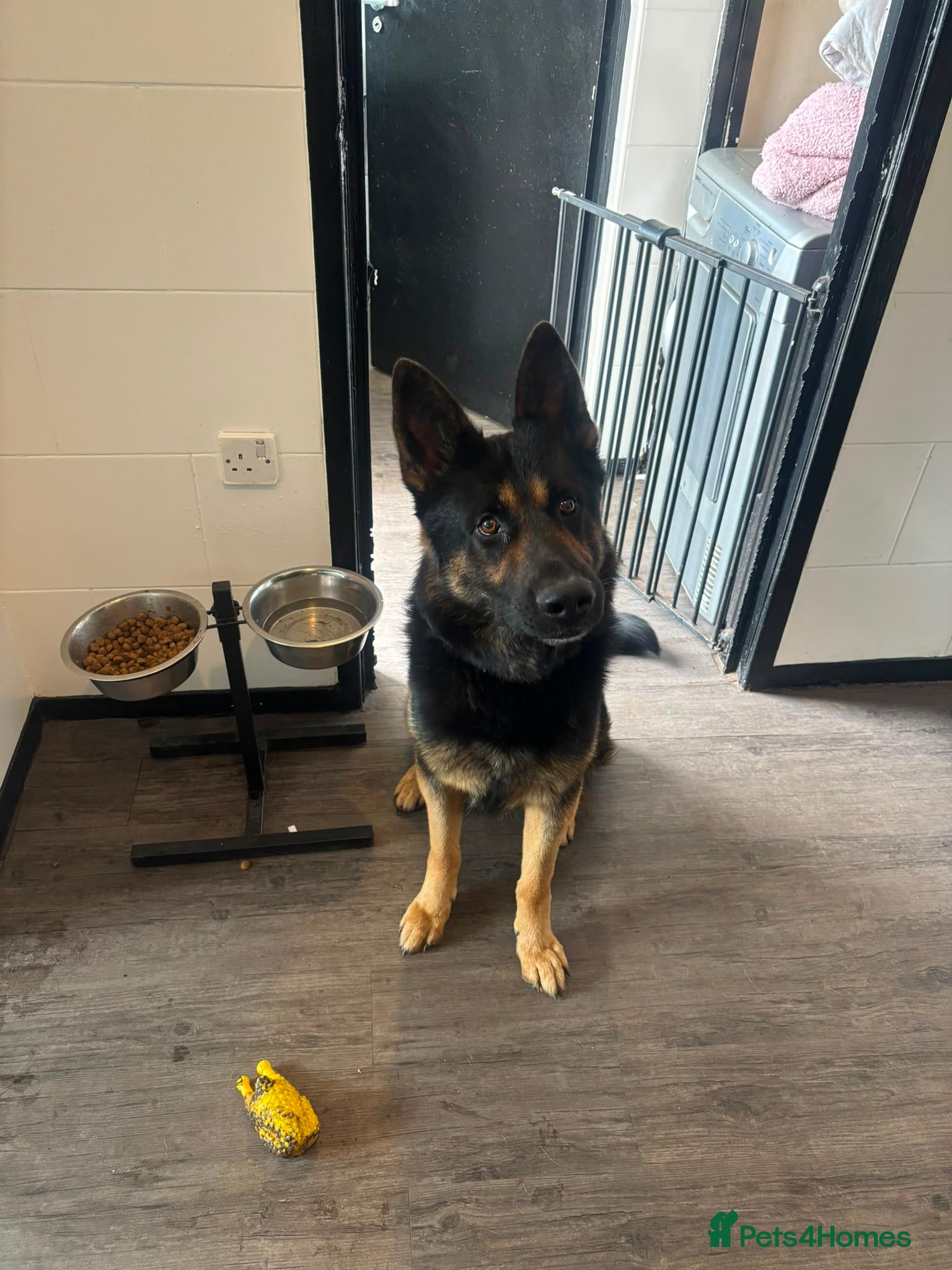 German Shepherd dogs 4 year old German Shepard..  - Advert 3