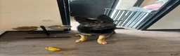 German Shepherd dogs for sale: 4 year old German Shepard..  in Liverpool - Advert 1