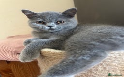 Scottish Fold cats for sale: Scottish Straight Boy Available in Bognor Regis - Image 1