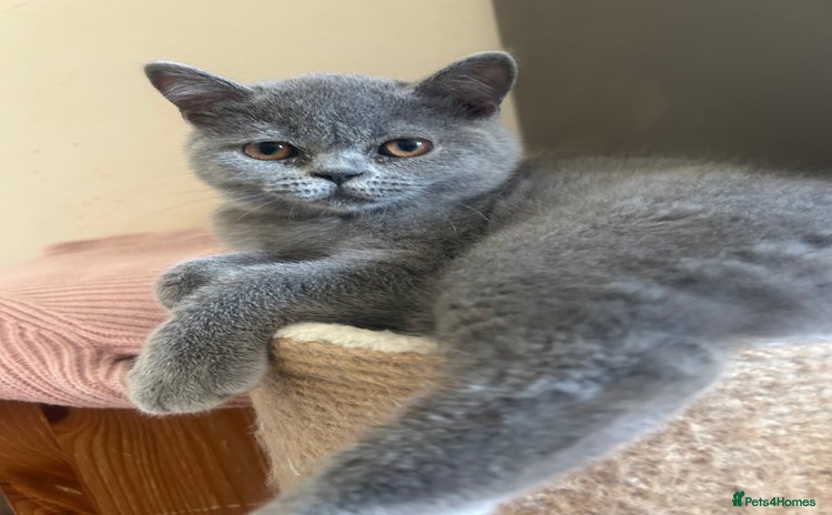 Scottish Fold cats in Bognor Regis - Advert 2