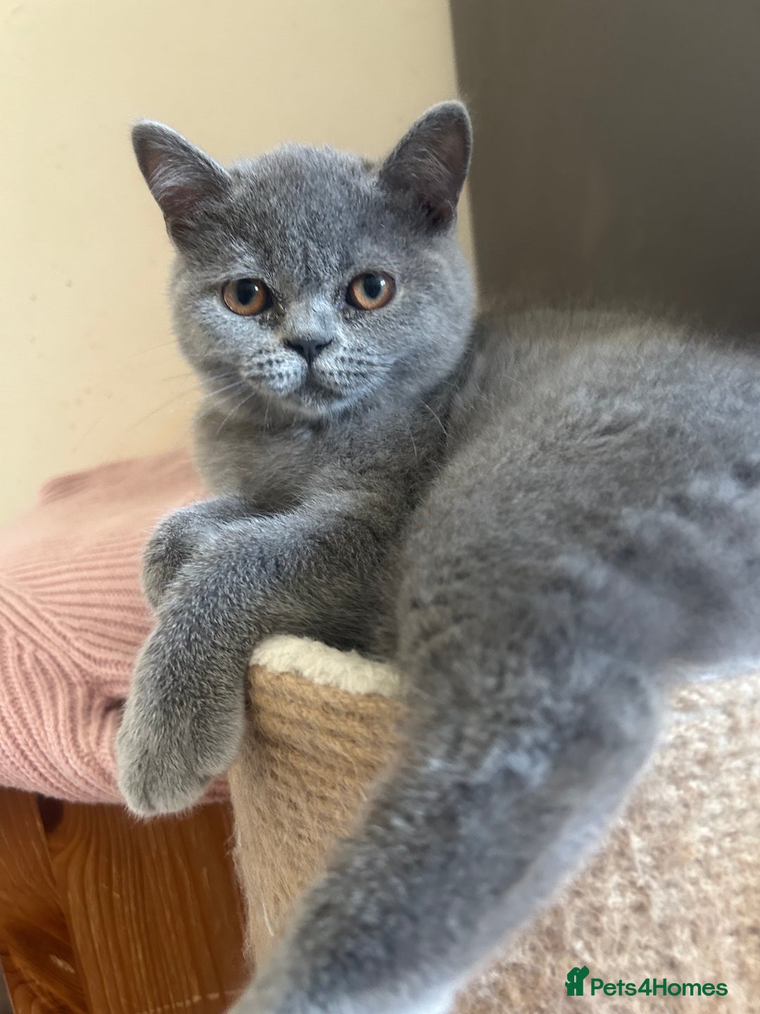 Scottish Fold cats for sale: Scottish Straight Boy Available in Bognor Regis - Image 1