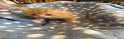Persian cats for sale: Persian x British short haired  in Canterbury - Advert 10