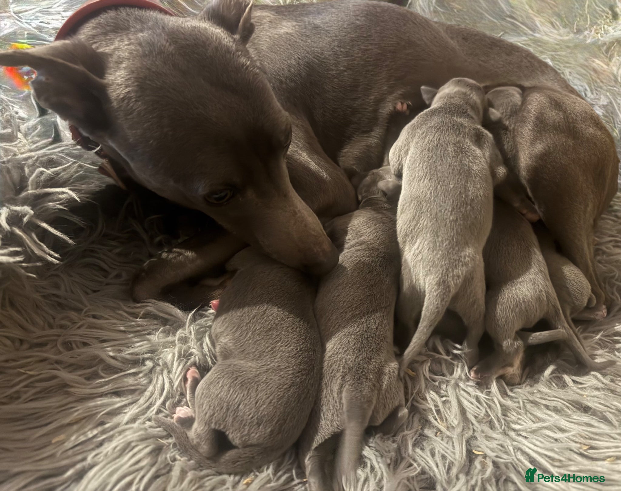 Whippet dogs for sale: 💙 Stunning KC Registered Blue Whippet Puppies  - Advert 27