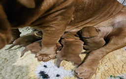 Dogue De Bordeaux dogs for sale: ONLY ONE BOY LEFT! STUNNING PUPS AVAILABLE  - Image 8