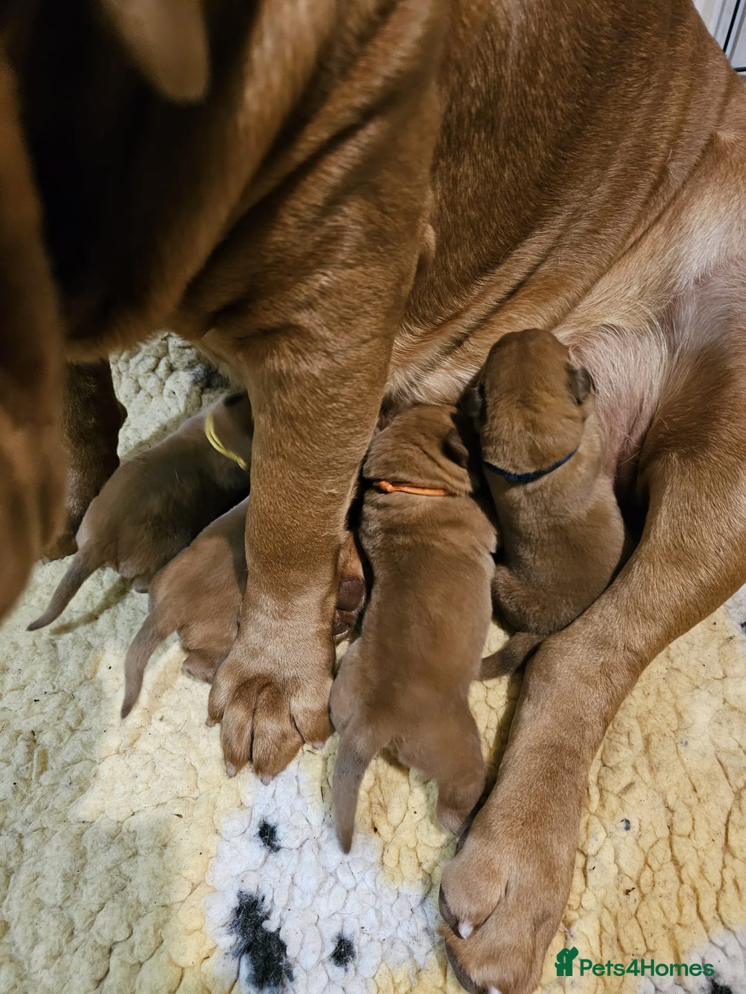 Dogue De Bordeaux dogs for sale: ONLY ONE BOY LEFT! STUNNING PUPS AVAILABLE  - Image 8