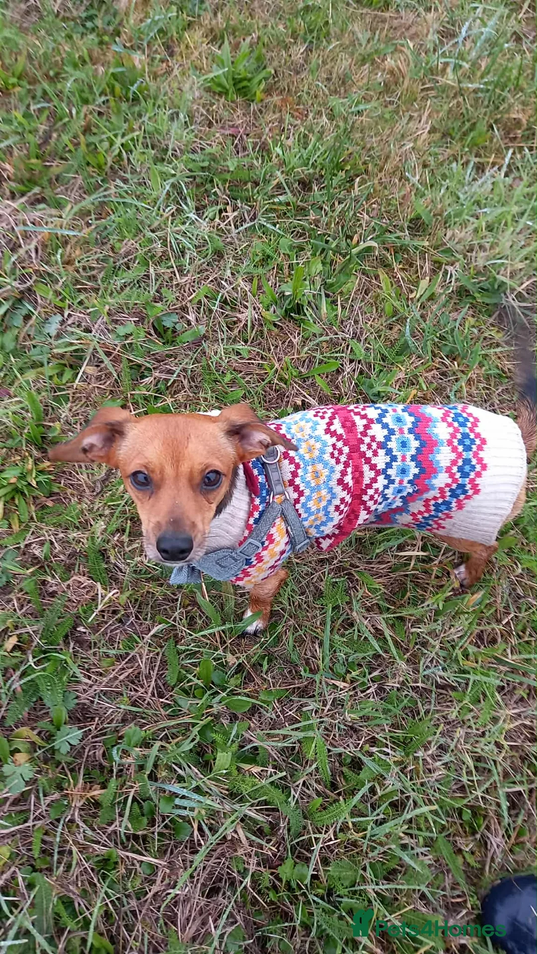 Mixed Breed dogs for stud: Dobby - Advert 3