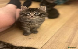 Maine Coon cats for sale: Ragcoon polydactyl kittens - Image 24