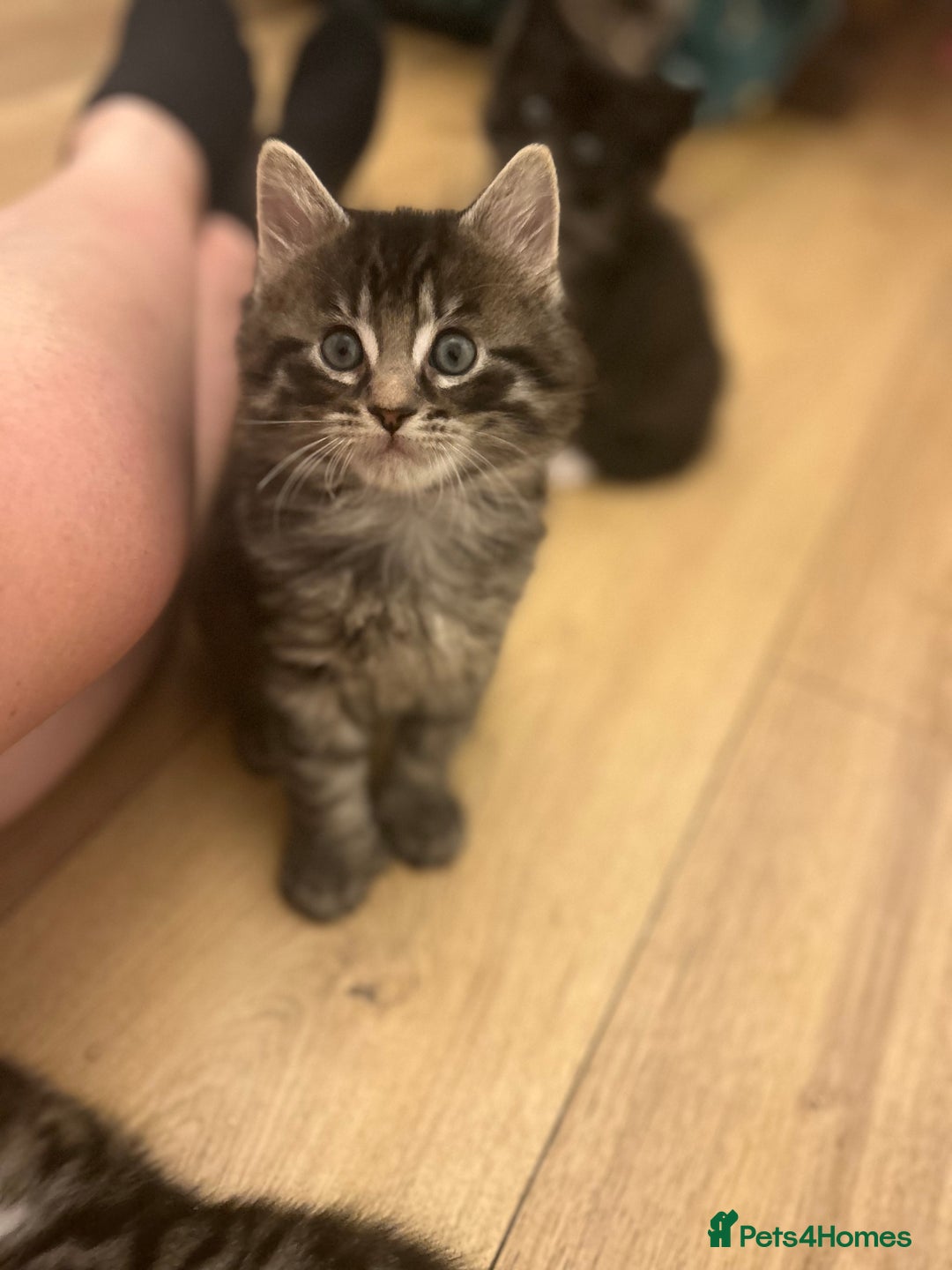 Maine Coon cats for sale: Ragcoon polydactyl kittens - Image 24