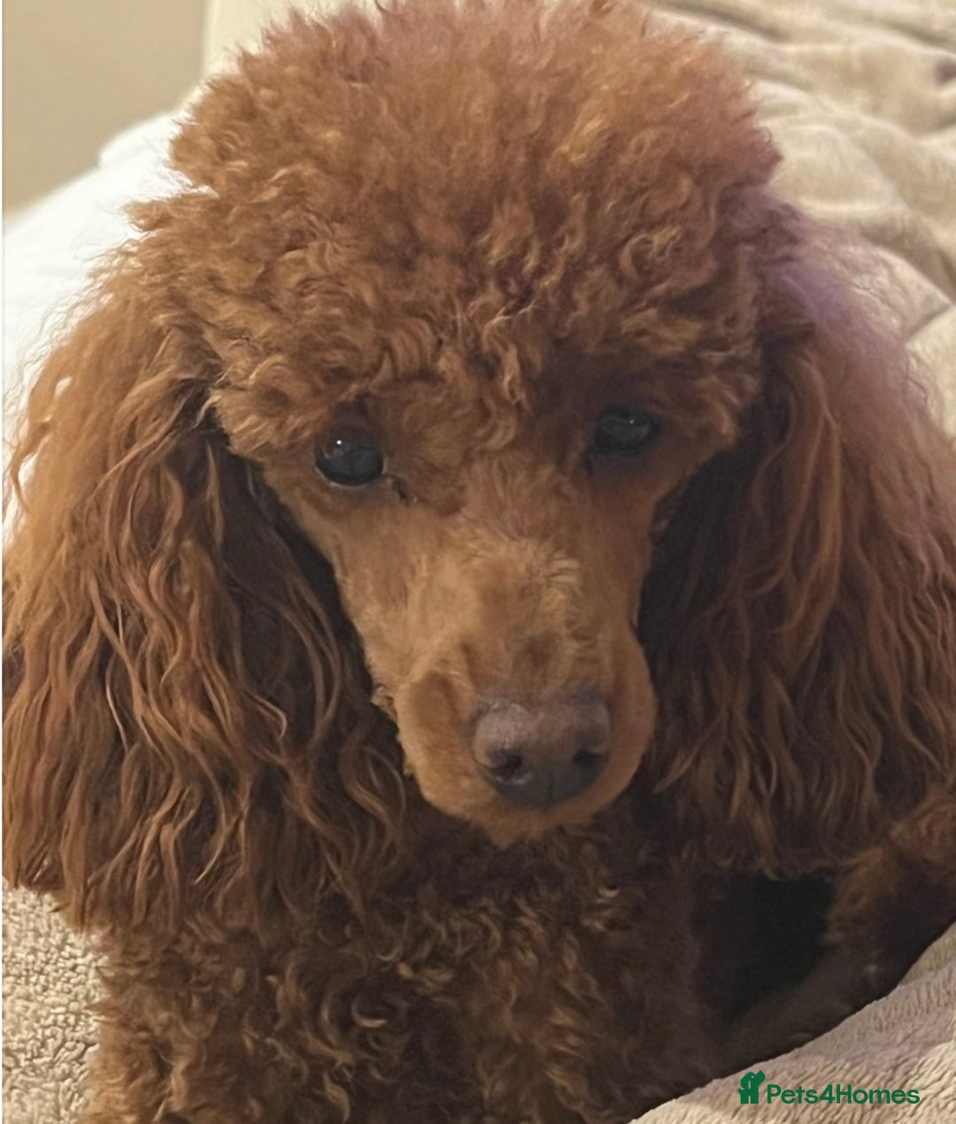 Toy Poodle dogs for sale: Stunning Deep Red Toy poodle puppies  - Advert 4