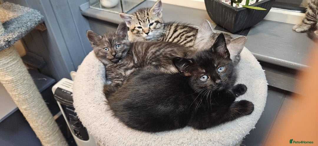 Maine Coon cats for sale: Maine coon cross kittens  - Advert 3