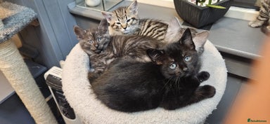 Maine Coon cats Maine coon cross kittens - Advert 4