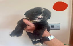 Mixed Breed dogs for sale: Labernese x Bernese mountain dog puppies  - Image 33