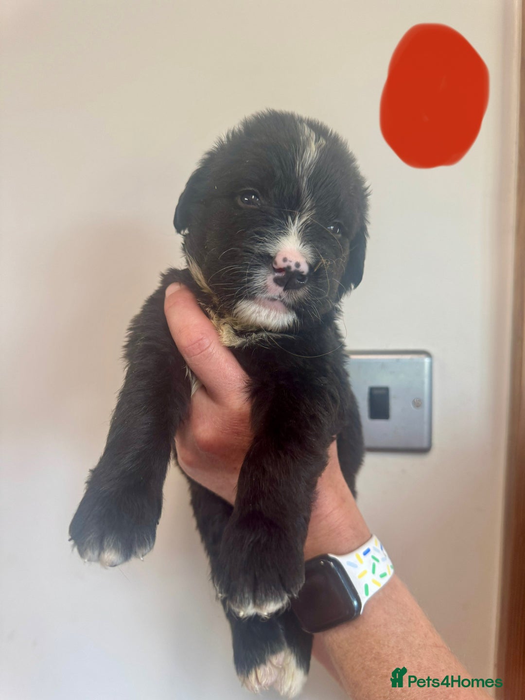 Mixed Breed dogs for sale: Labernese x Bernese mountain dog puppies  - Image 33
