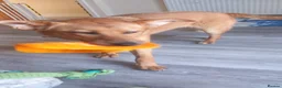 Mixed Breed dogs for adoption: ❤️🐶 YARA – FULL OF GENTLE LOVE in Folkestone - Advert 10