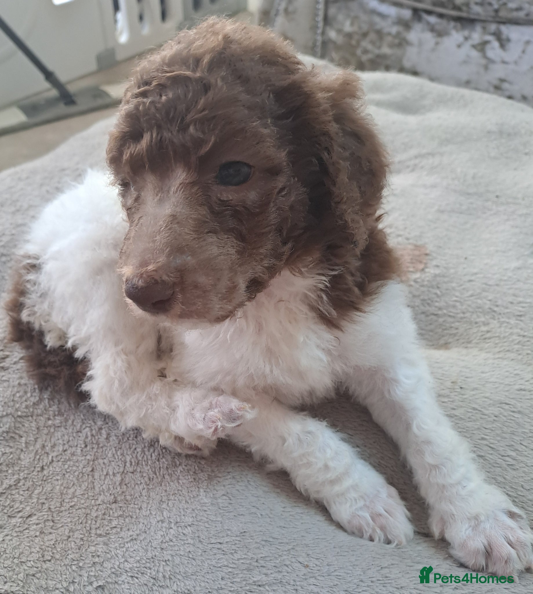 Standard Poodle dogs 1 Stunning brown parti girl  - Advert 15