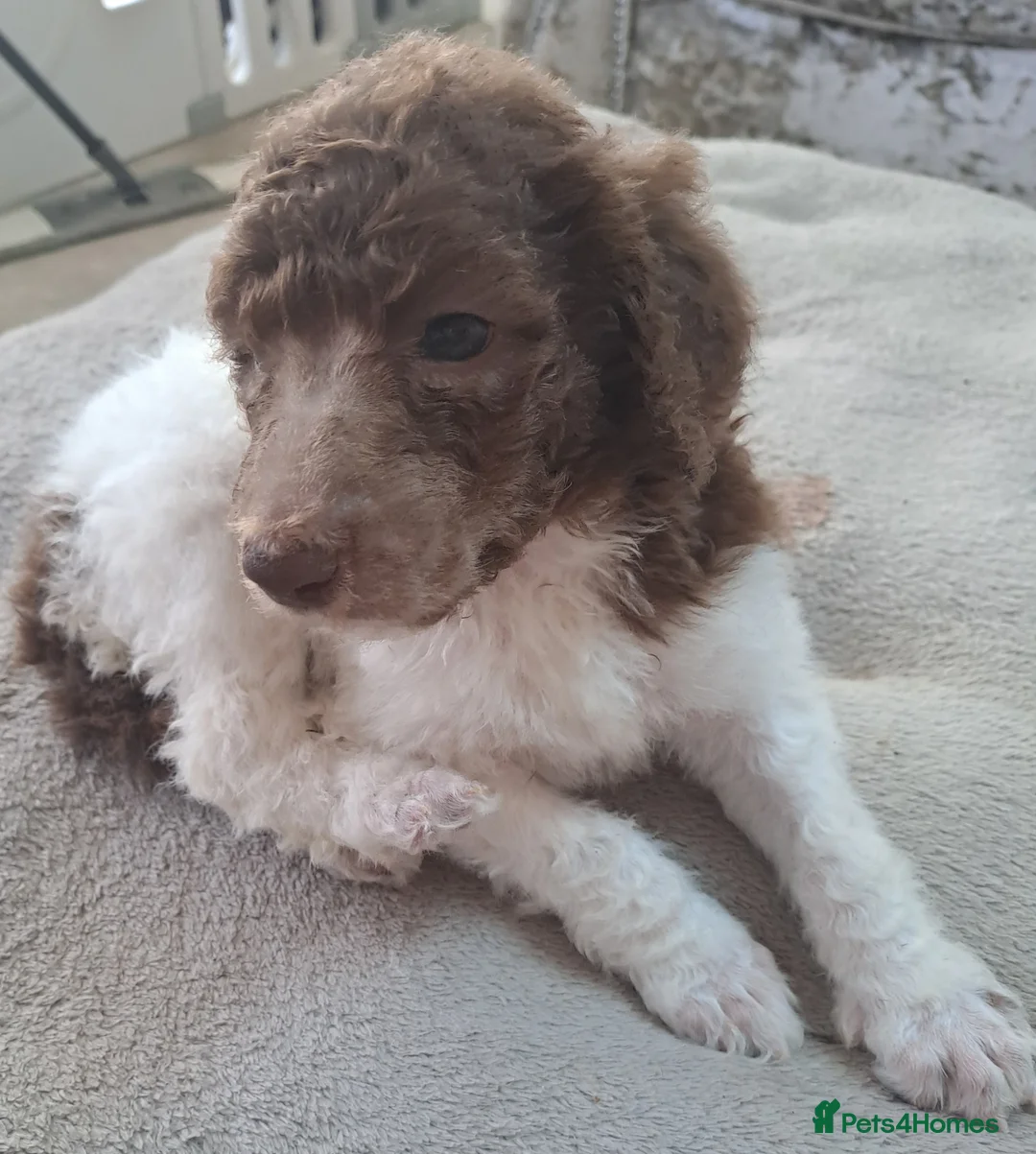 Standard Poodle dogs for sale: 1 Stunning brown parti girl  - Advert 2