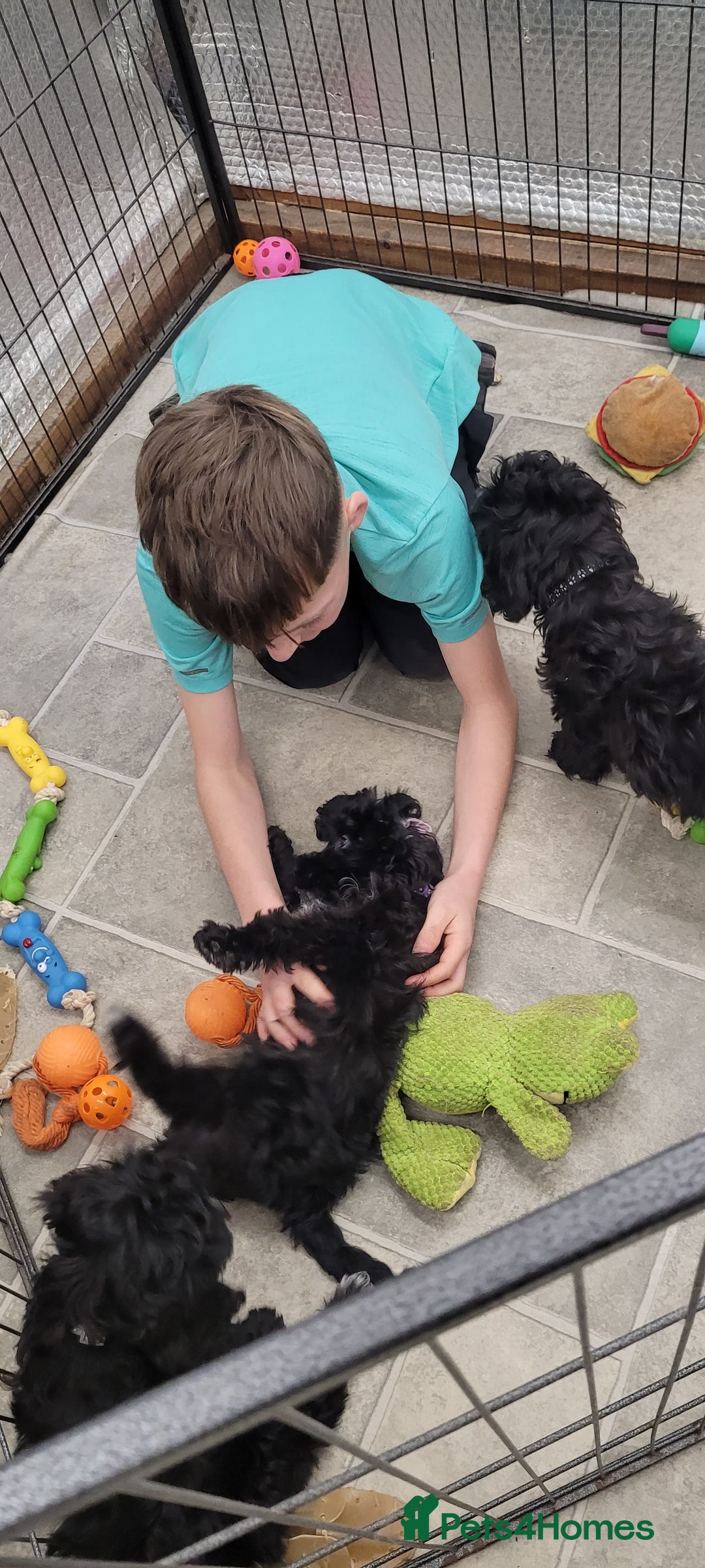 Cockapoo dogs for sale: 3 Stunning Black Girls F1 Show type cockapoos - Advert 28
