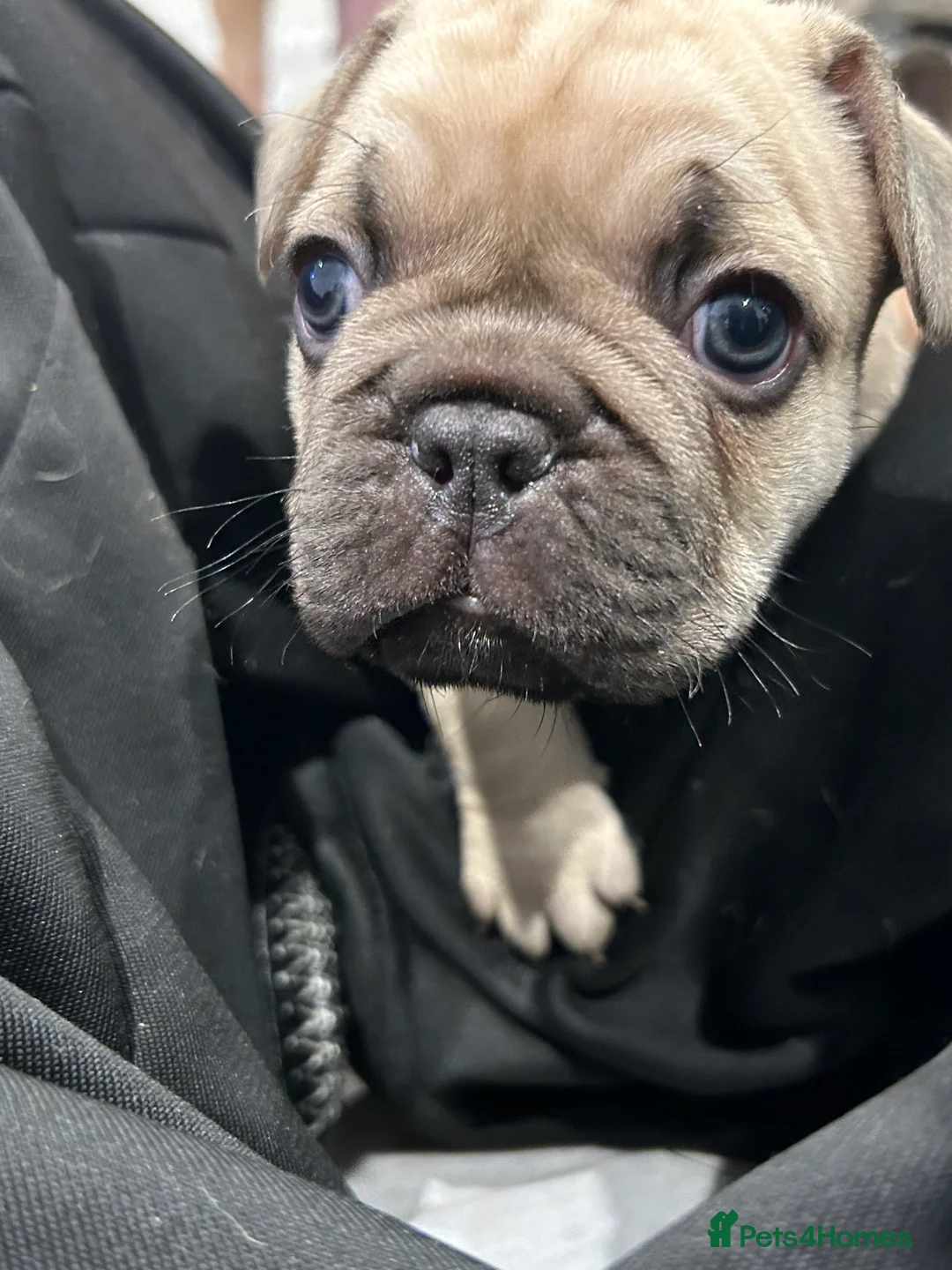 French Bulldog dogs for sale: French Bulldog Puppies - Fawn/Cream - Advert 30