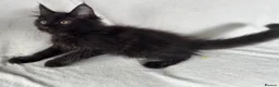 Maine Coon cats for sale: Reduced! TICA Maine Coon Kittens active possible  - Advert 10