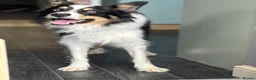Border Collie dogs for sale: Border collie - male  in Sheffield - Advert 1