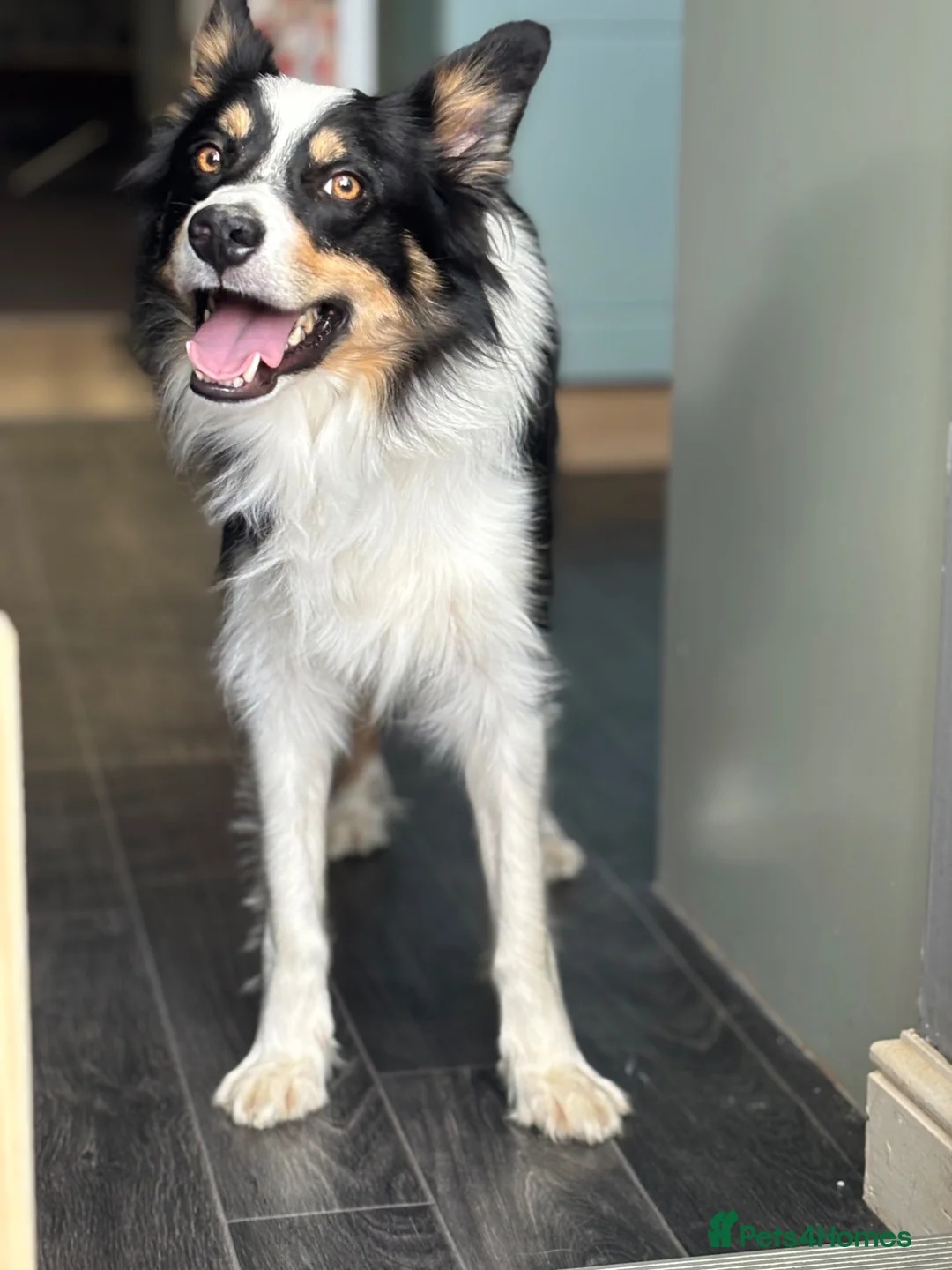 Border Collie dogs for sale: Border collie - male  in Sheffield - Advert 1