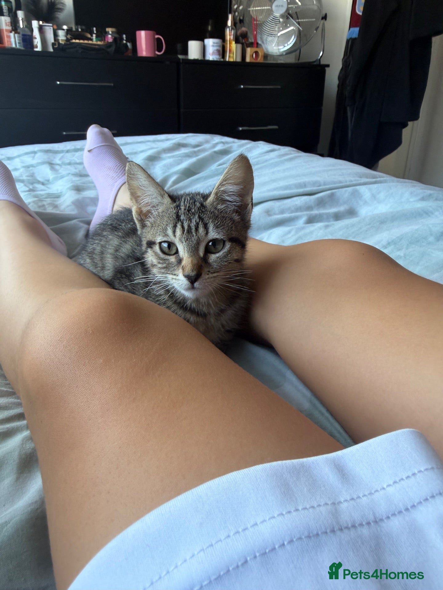 Mixed Breed cats Kitten - Advert 2