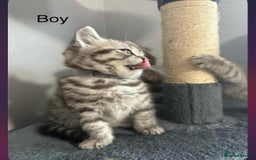Scottish Fold cats for sale: scottish fold kittens  - Image 28