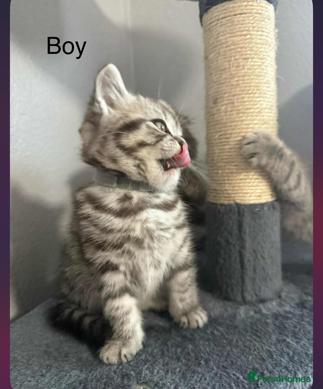 Scottish Fold cats for sale: scottish fold kittens  - Image 28