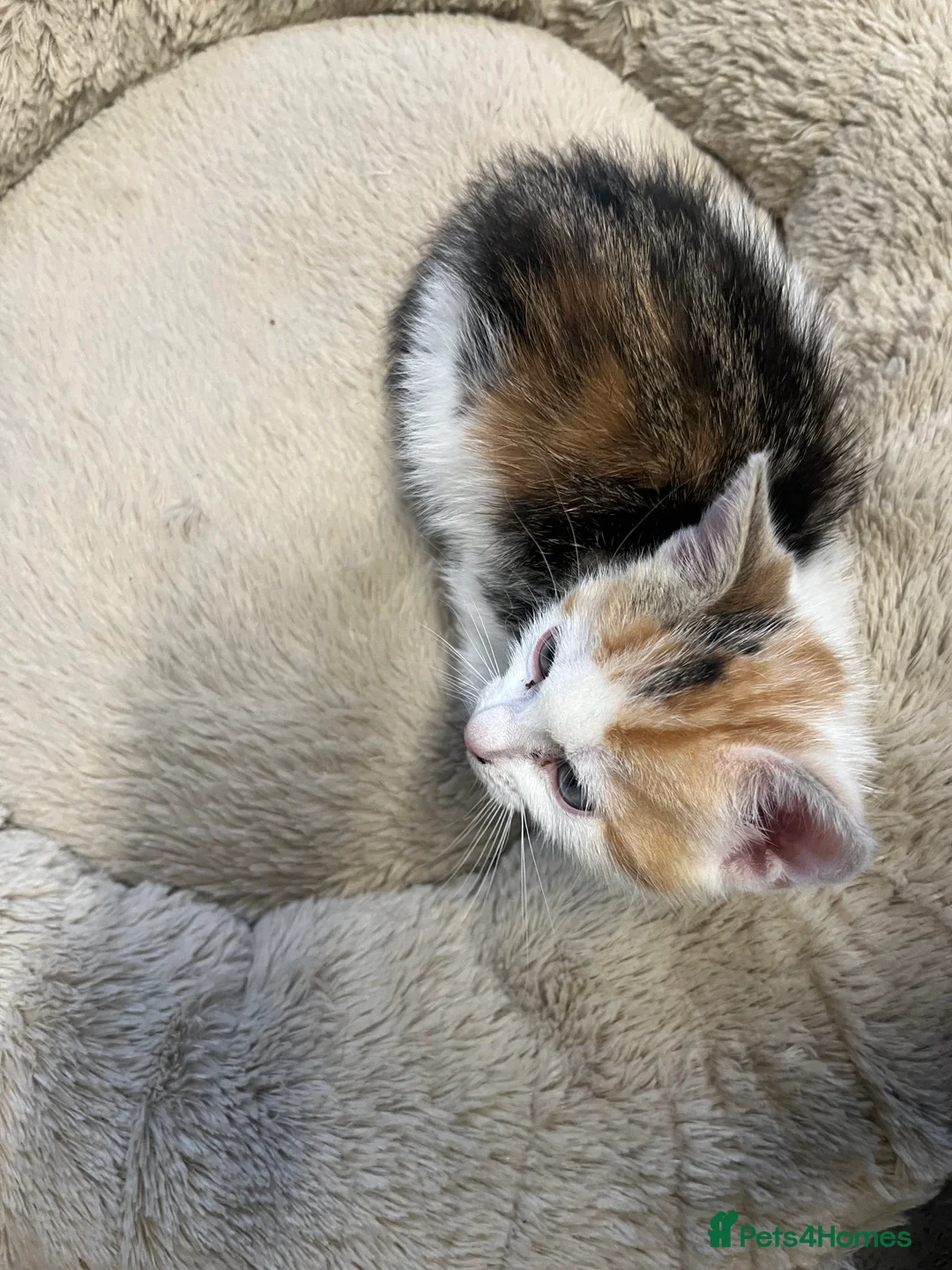 Mixed Breed cats for sale: Stunning 8 week old Mixed Breed Female kittens - Advert 16