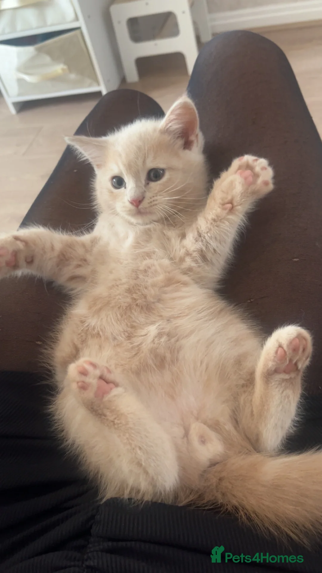 Mixed Breed cats for sale: Kitten for sale ♥️ in Bootle - Advert 1