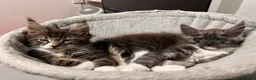 Maine Coon cats for sale: Maine coon Kittens 2 Males for sale, London in London - Advert 11