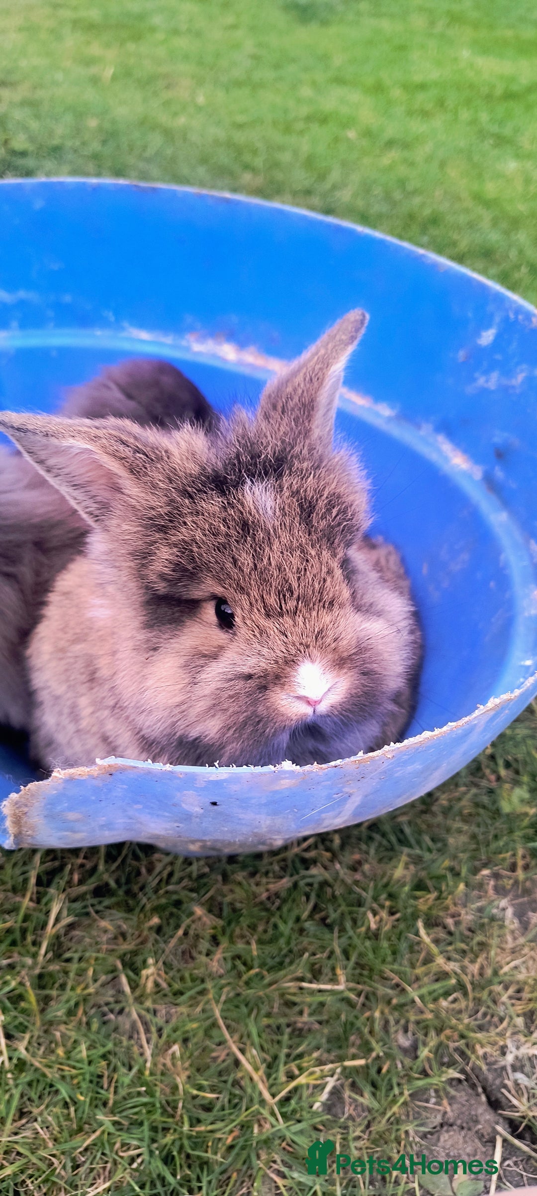 Mini Lion Lop rabbits for sale: Baby mini lion lop *PLEASE READ* - Image 8