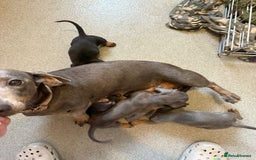 Miniature Dachshund dogs for sale: Miniature dachshund puppies - Image 2