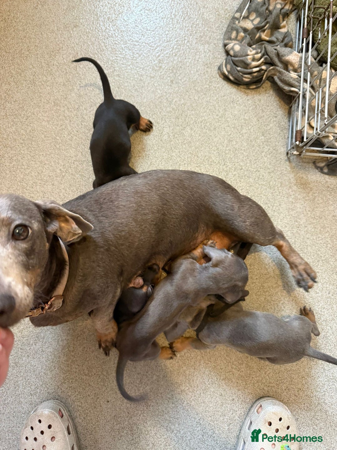 Miniature Dachshund dogs for sale: Miniature dachshund puppies - Image 2