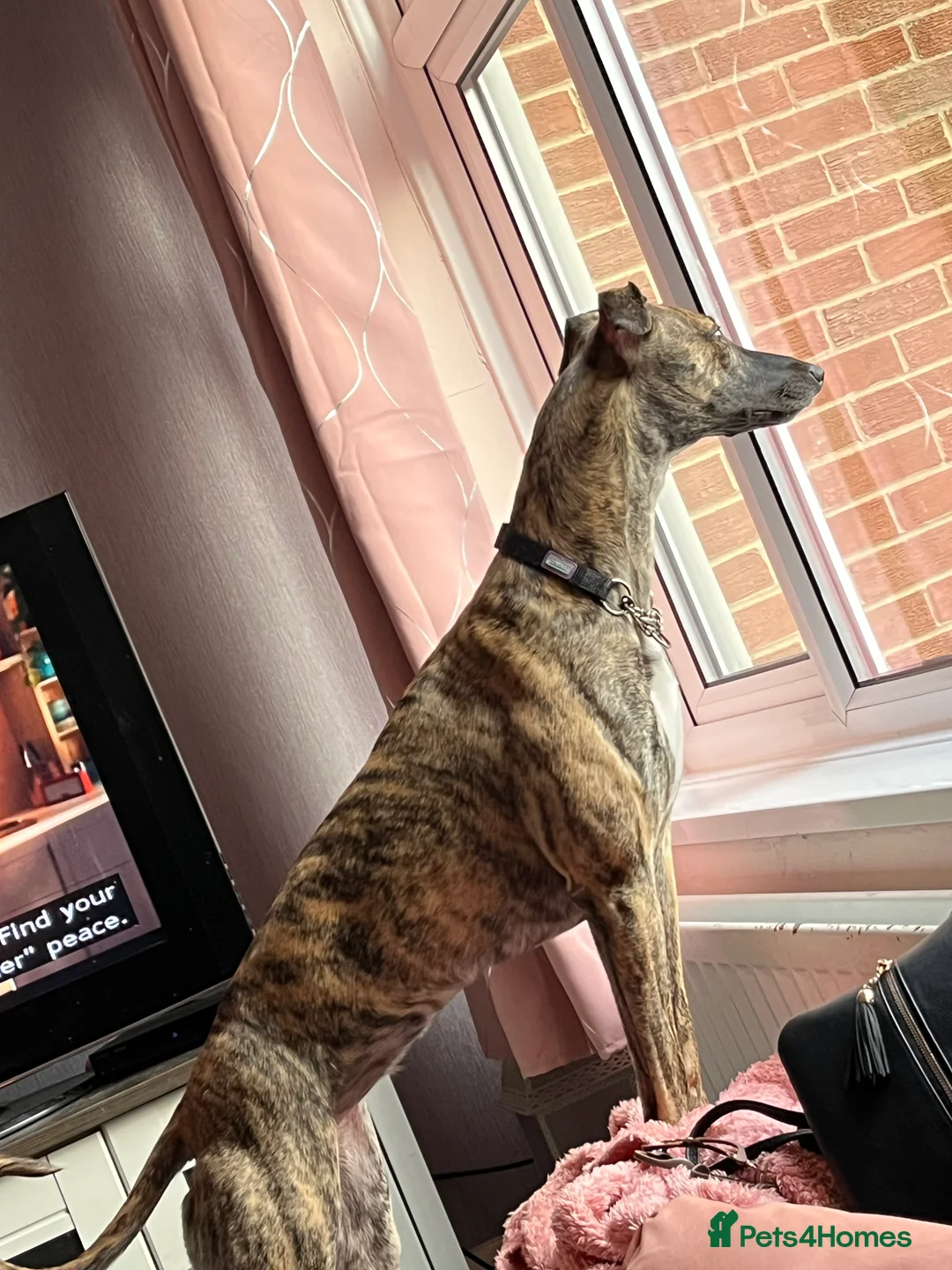 Mixed Breed dogs for sale: Bull/grey hounds  - Advert 17