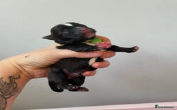 Mixed Breed dogs for sale: Mixed Breed Puppies - Image 4