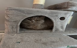 British Longhair cats for sale: Teddy - Advert 3