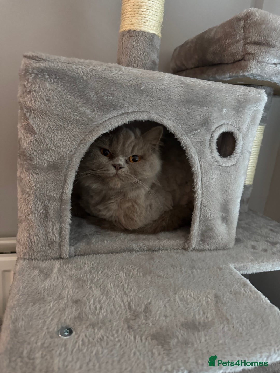 British Longhair cats for sale: Teddy - Advert 3