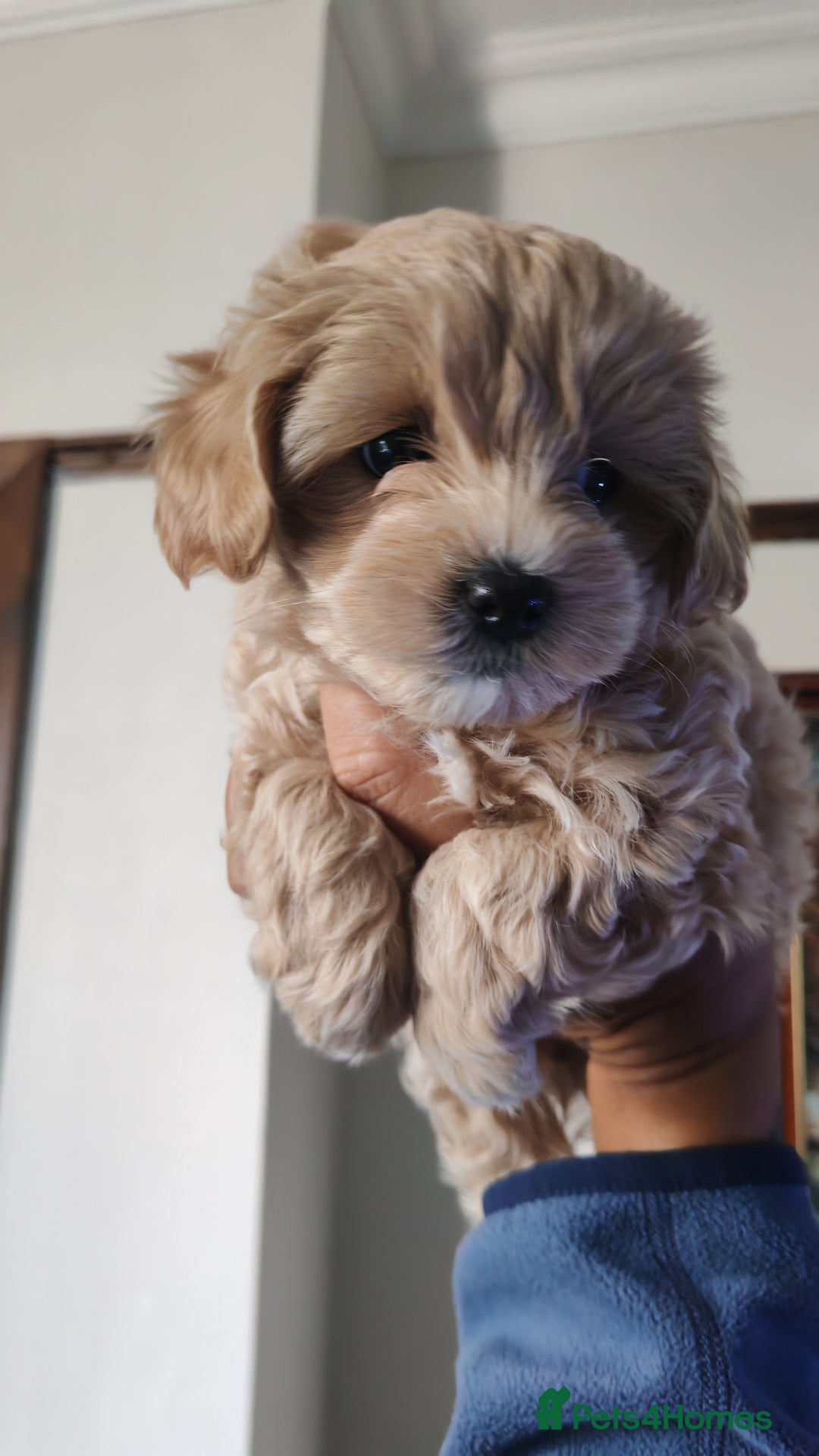 Maltipoo dogs for sale: Stunning Maltipoo Puppies - Image 9