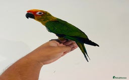 Conures birds for sale: Hand reared conures for sale - Image 20