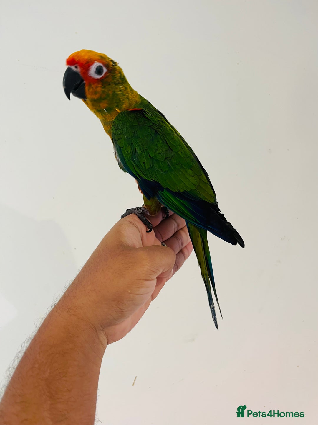 Conures birds for sale: Hand reared conures for sale - Image 20